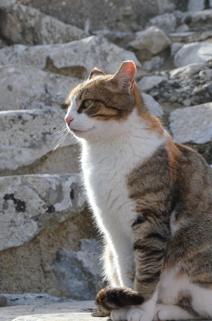 cat, cats, ephesus, animal, turkey, pet, fur, adorable, cute